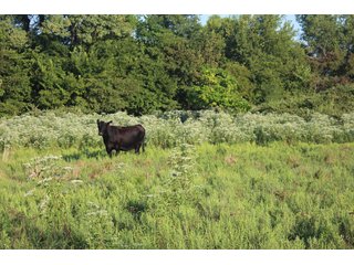 Tract 7 - Stillwater, OK farmland - EXCITING LAND AUCTION! - 128 +/- ACRES OFFERED IN 7 TRACTS OFF HIGHWAY 51 IN STILLWATER, OKLAHOMA